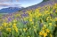 Picture of CO, CRESTED BUTTE FLOWERS ON HILLSIDE