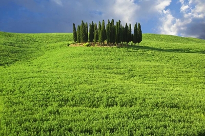 Picture of ITALY, TUSCANY GROUP OF CYPRESS TREES