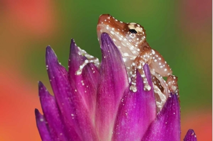 Picture of BORNEO CLOSE-UP OF CINNAMON TTREE FROG