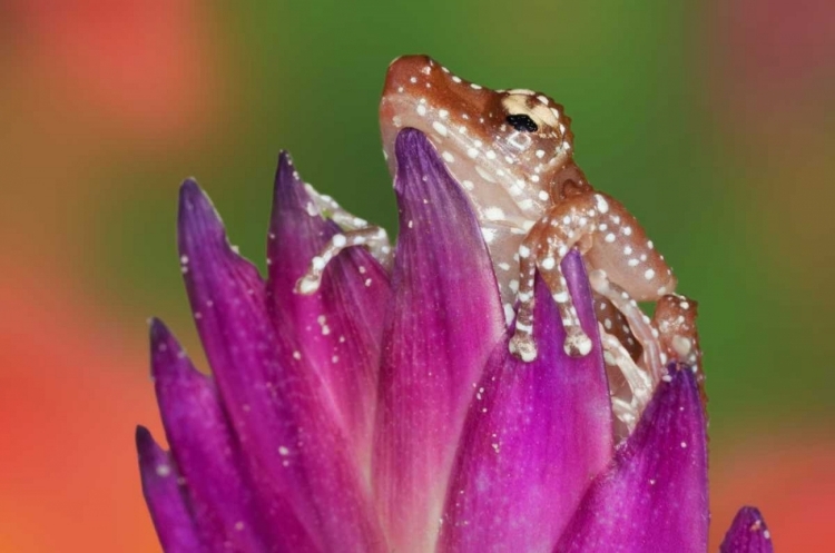 Picture of BORNEO CLOSE-UP OF CINNAMON TTREE FROG
