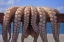 Picture of GREECE, CYCLADES FRESH CAUGHT OCTOPUS DRYING