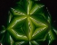 Picture of NY, SLINGERLANDS A KALEIDOSCOPE OF  IRIS LEAVES