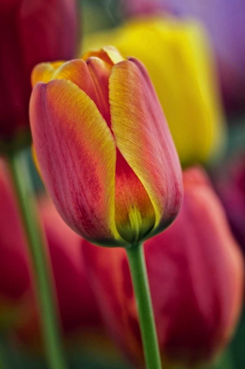 Picture of DELAWARE CLOSE-UP OF TULIPS