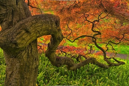 Picture of DELAWARE, JAPANESE MAPLE TREE