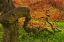 Picture of DELAWARE, JAPANESE MAPLE TREE