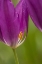 Picture of USA, PENNSYLVANIA TULIP GARDEN