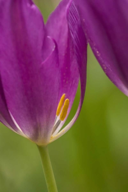 Picture of USA, PENNSYLVANIA TULIP GARDEN