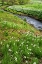 Picture of USA, PENNSYLVANIA SPRING SCENIC