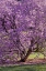 Picture of USA, PENNSYLVANIA TREE IN BLOOM