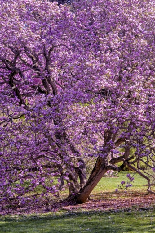 Picture of USA, PENNSYLVANIA TREE IN BLOOM