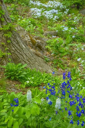 Picture of USA, PENNSYLVANIA SPRING SCENIC