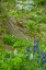 Picture of USA, PENNSYLVANIA SPRING SCENIC