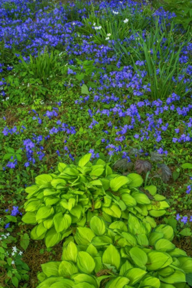 Picture of USA, PENNSYLVANIA SPRING SCENIC