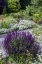 Picture of USA, PENNSYLVANIA SUMMER FLOWERS
