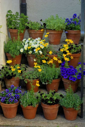 Picture of USA, PENNSYLVANIA POTTED FLOWERS