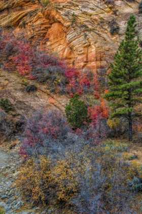 Picture of USA, UTAH, ZION NP AUTUMN SCENIC