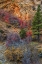 Picture of USA, UTAH, ZION NP AUTUMN SCENIC