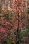 Picture of USA, UTAH, ZION NP AUTUMN SCENIC