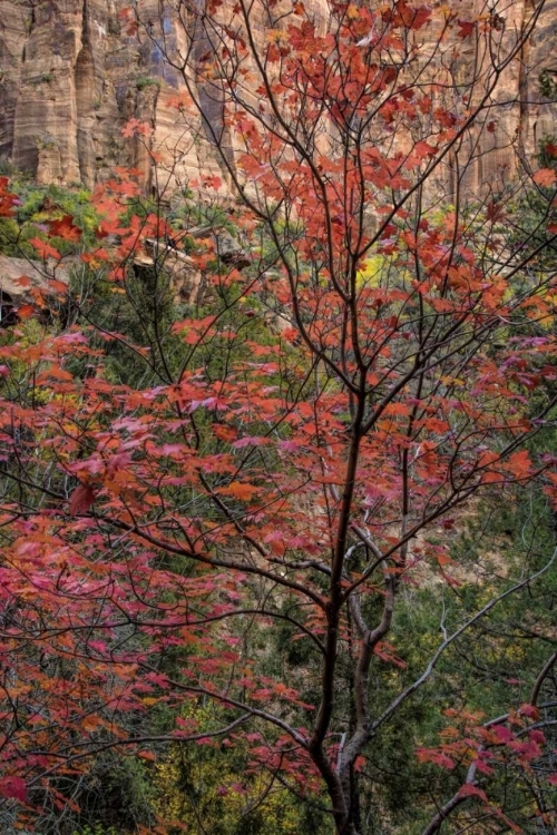 Picture of USA, UTAH, ZION NP AUTUMN SCENIC