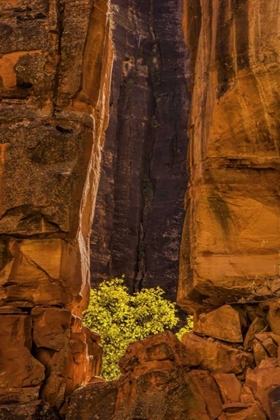Picture of USA, UTAH, ZION NP TREE AND CLIFF