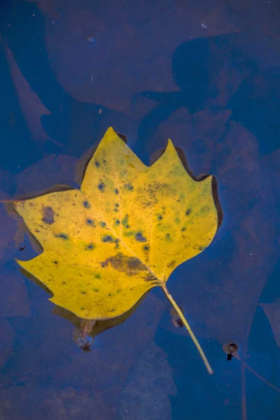 Picture of USA, VIRGINIA, MCLEAN LEAF IN POND