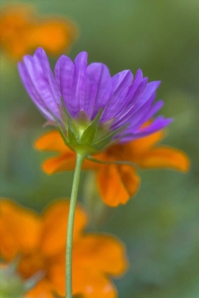 Picture of WILMINGTON, DELAWARE, COSMOS FLOWER