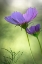Picture of WILMINGTON, DELAWARE COSMOS FLOWERS