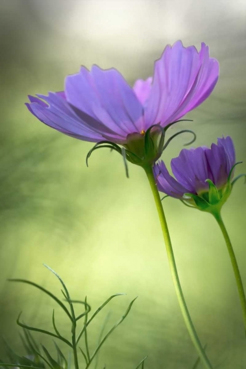 Picture of WILMINGTON, DELAWARE COSMOS FLOWERS