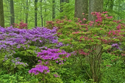 Picture of DELAWARE, BLOOMING AZALEAS IN FOREST