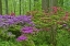 Picture of DELAWARE, BLOOMING AZALEAS IN FOREST