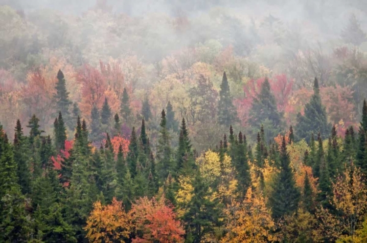 Picture of USA, NEW YORK, ADIRONDACKS STATE PARK