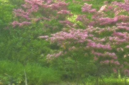 Picture of DELAWARE, WILMINGTON FLOWERING TREES