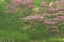 Picture of DELAWARE, WILMINGTON FLOWERING TREES