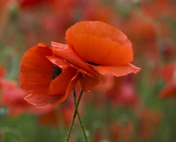 Picture of NORTH CAROLINA RED POPPIES INTERTWINED IN FIELD