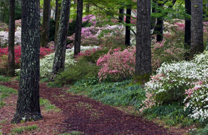 Picture of GEORGIA PATHWAY THROUGH TREES AND FLOWER BUSHES