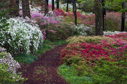 Picture of GEORGIA PATHWAY THROUGH TREES AND FLOWER BUSHES