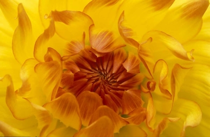 Picture of OR, SHORE ACRES GARDENS, YELLOW DAHLIA BACKLIGHT