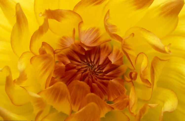 Picture of OR, SHORE ACRES GARDENS, YELLOW DAHLIA BACKLIGHT