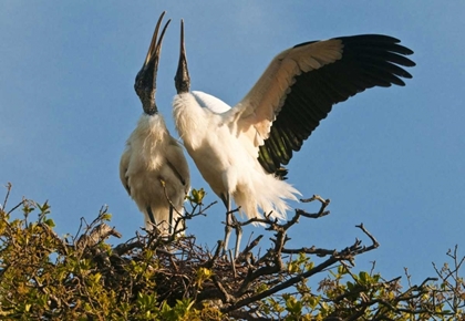 Picture of FL, WOOD STORK PAIR ON NEST IN COURTSHIP DISPLAY