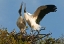 Picture of FL, WOOD STORK PAIR ON NEST IN COURTSHIP DISPLAY