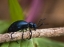 Picture of PA, SPRING BEETLE CRAWLING ON LIMB WITH TRILLIUM