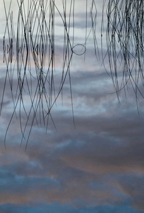 Picture of MI, CLOUD REFLECTIONS AND REEDS IN THORNTON LAKE