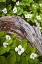 Picture of ME, ACADIA NP DWARF CORNEL PLANT ON ROTTING LOG
