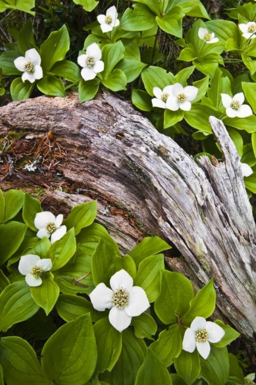 Picture of ME, ACADIA NP DWARF CORNEL PLANT ON ROTTING LOG