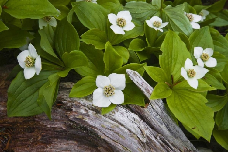 Picture of ME, ACADIA NP DWARF CORNEL PLANT ON ROTTING LOG