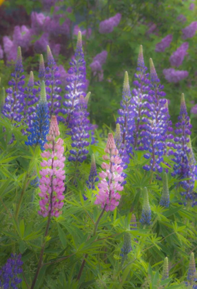 Picture of ME, SOUTHWEST HARBOR BLOOMING LUPINES IN GARDEN