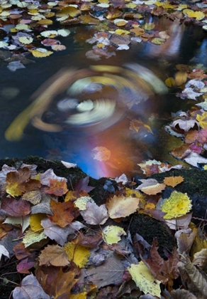 Picture of ME, ACADIA WHIRLPOOL OF FALLEN LEAVES IN STREAM