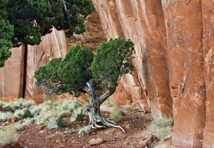 Picture of UT, MONUMENT VALLEY JUNIPER IN SANDSTONE CANYON