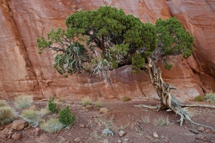 Picture of UT, MONUMENT VALLEY JUNIPER TREE IN BARREN LAND