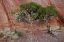 Picture of UT, MONUMENT VALLEY JUNIPER TREE IN BARREN LAND